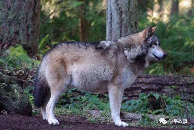 来成——秃尾巴狼的故事_手机搜狐网