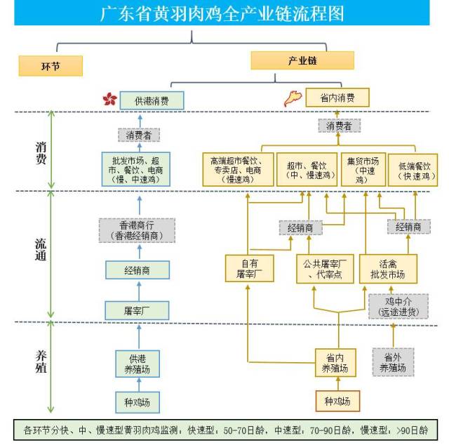 广东省黄羽肉鸡全产业链监测流程图