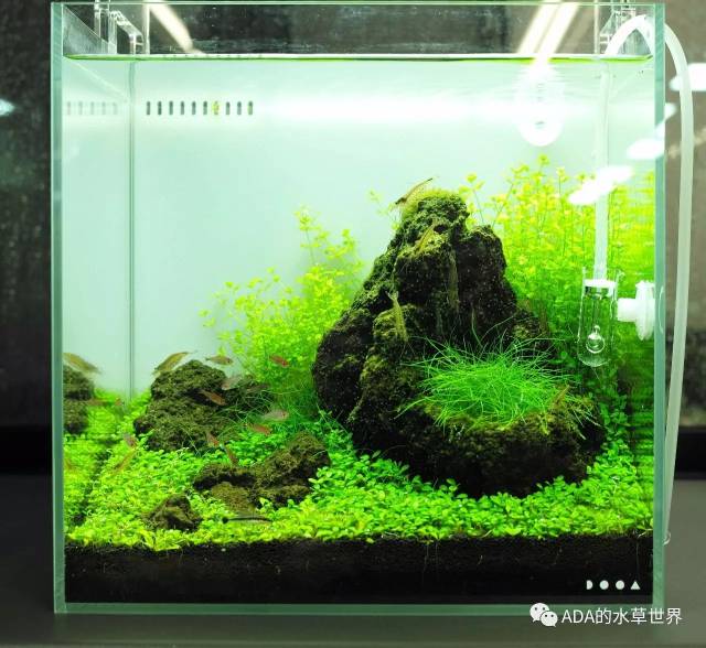 nature aquarium party 2017回顾 dooa 篇