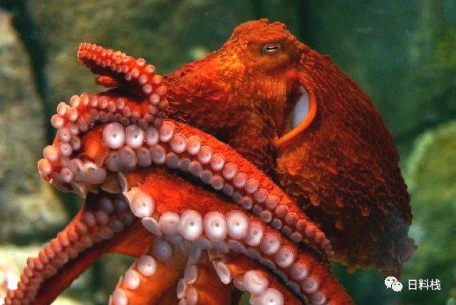 世界上最聪明的章鱼图片