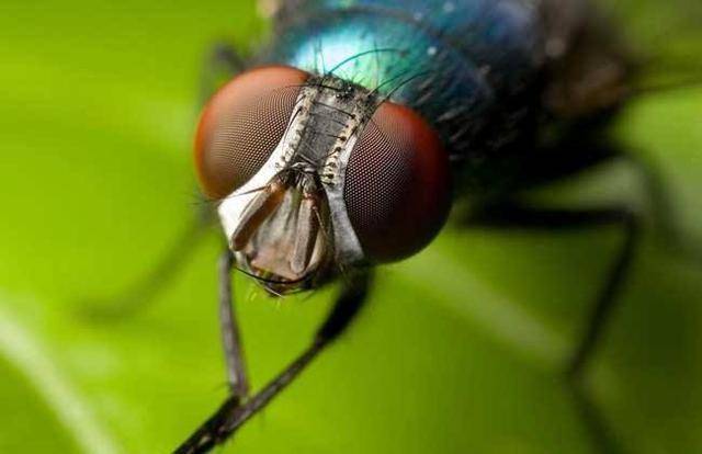 苍蝇停下来的时候总喜欢