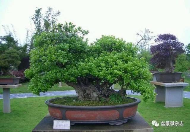 盆景人谢克英的艺术之路