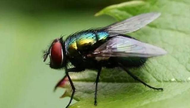 苍蝇停下来的时候总喜欢