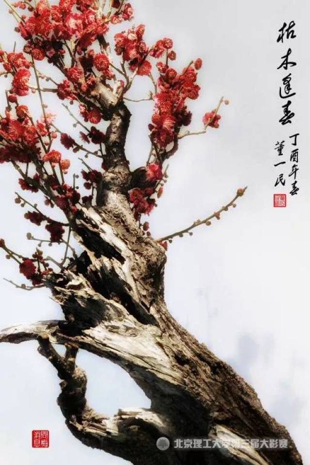 《枯木逢春》  摄影/董一民