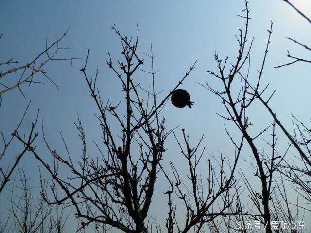 冬天,石榴树果子被人吃光了,光秃秃的的树枝带着