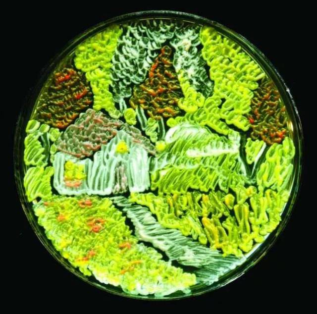 这些人把微生物养成了一幅幅艺术画