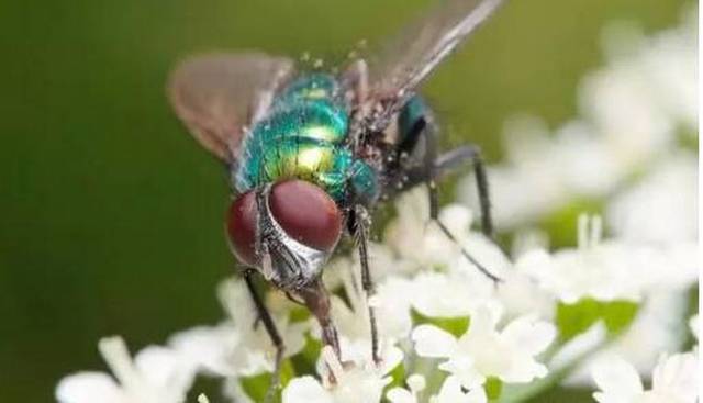 苍蝇停下来的时候总喜欢