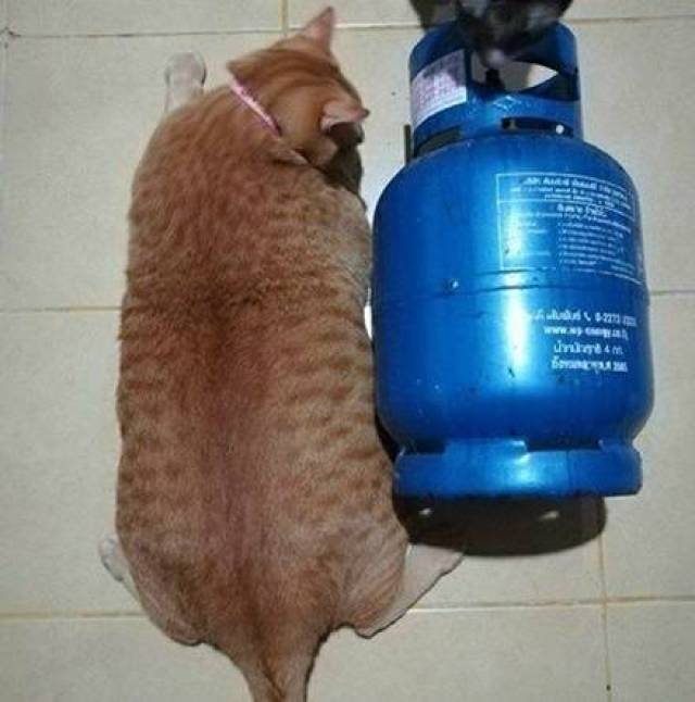 主人家一只橘猫和煤气罐比起来真的不胖网友差点信了