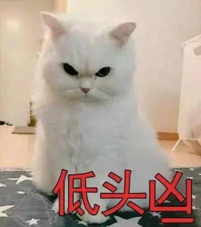 超级凶的猫咪表情包