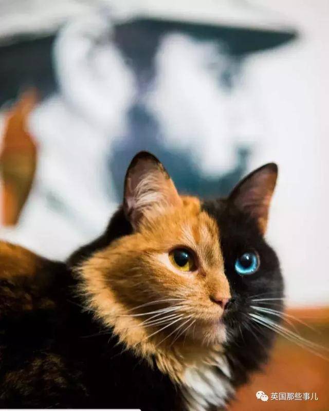 一半黑,一半黄,蓝色与琥珀色的眼睛.这两副面孔喵,美的很独特