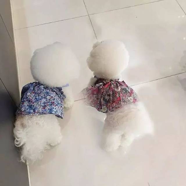 18岁超美女孩养了一只比熊,棉花糖一般,萌到人