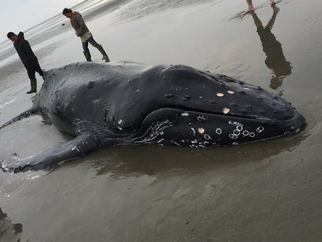 南通启东救助搁浅座头鲸:浑身都是伤口,等待专家赴现场评估