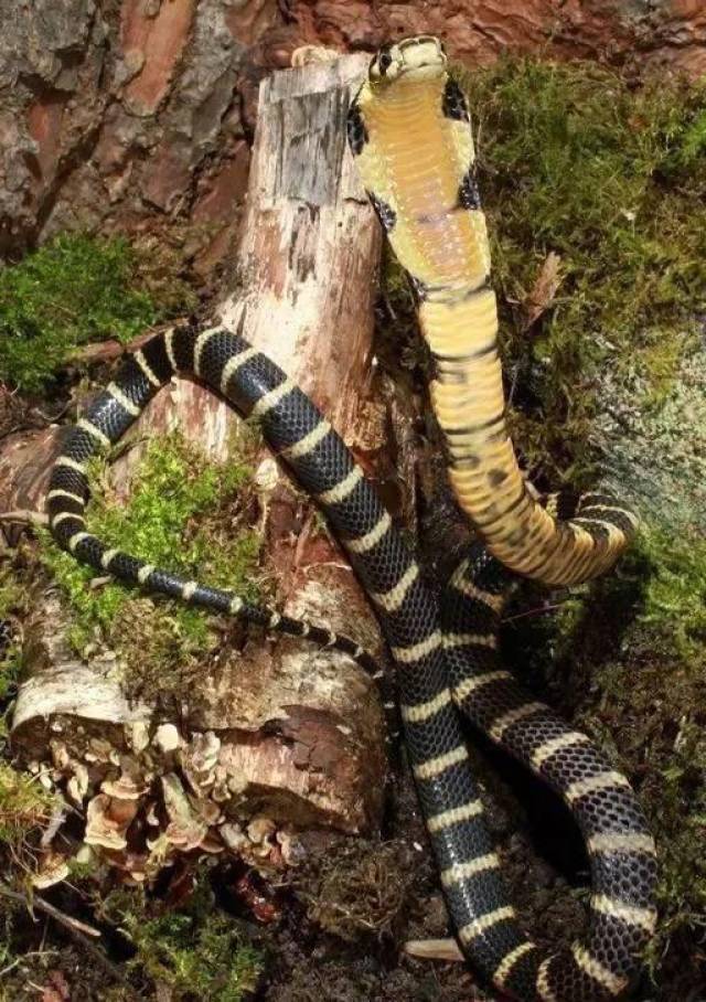 世界上最大的蛇 毒性图片