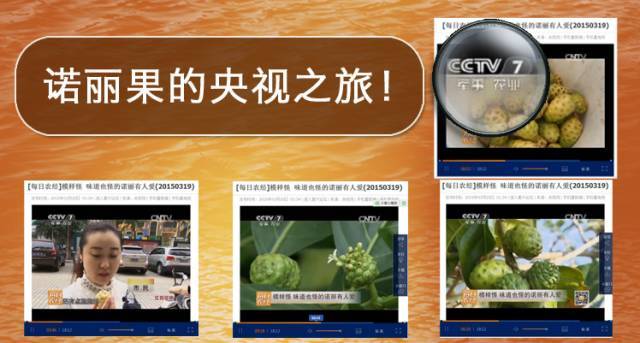 诺丽果具有刺激细胞自我更新和修复功能 诺丽果是天然的抗过敏药 诺丽