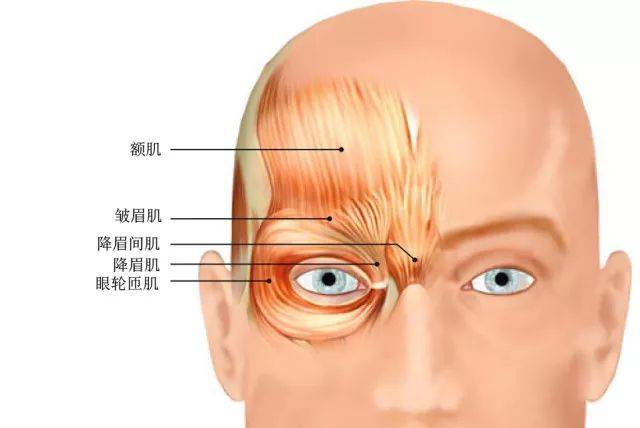 降眉间肌解剖图片