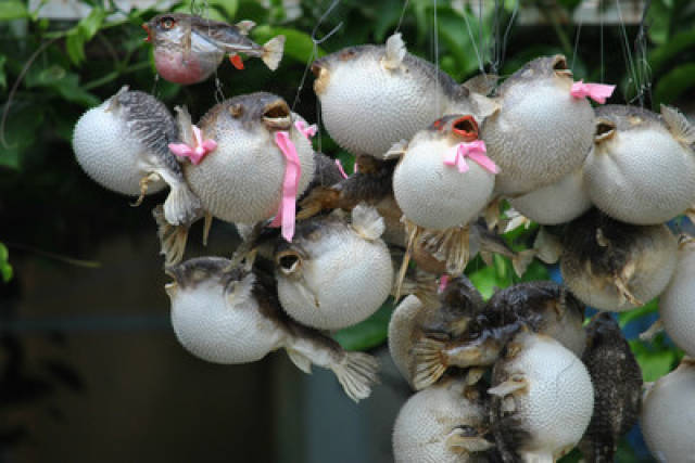 蒌蒿满地芦芽短,正是河豚欲上时.