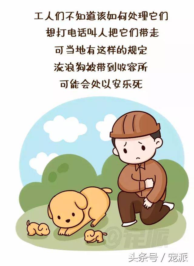 漫画丨流浪狗也有情,为了陪伴爱妻它拒绝被领养!