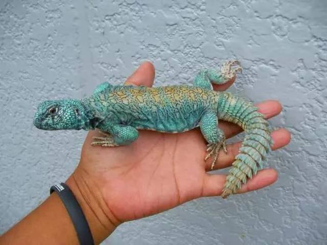 【附录ii·华丽王者蜥】不辜负华丽之名