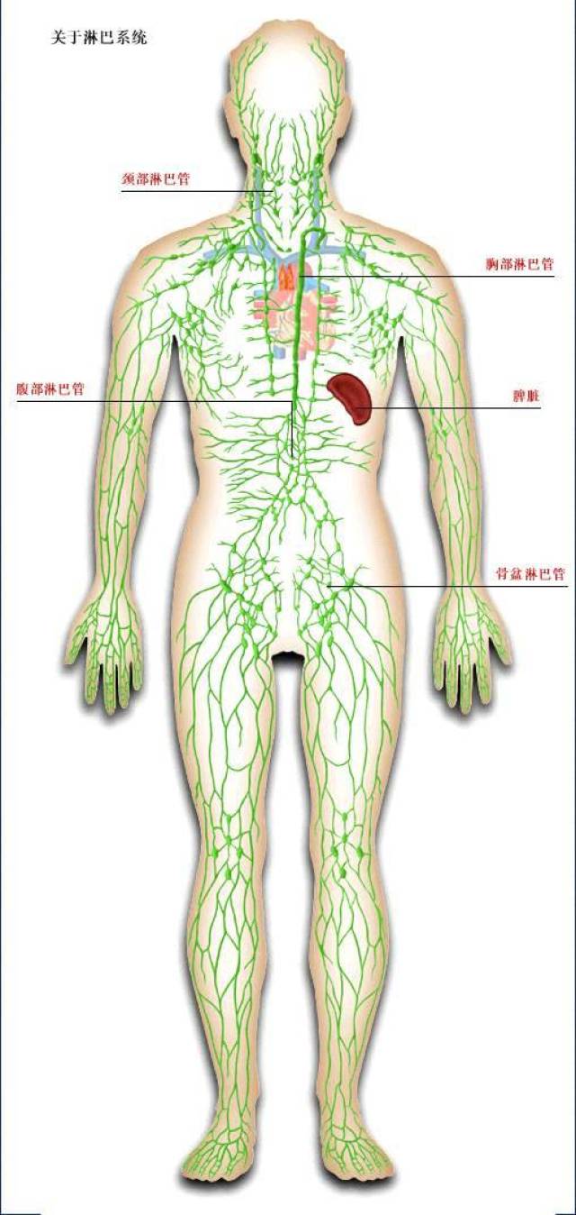 美丽妈妈淋巴保养不得不做的理由