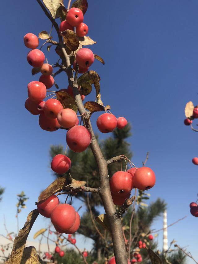 七绝/红柰果/秋深灼耀千枝火,烧透霜寒万树红