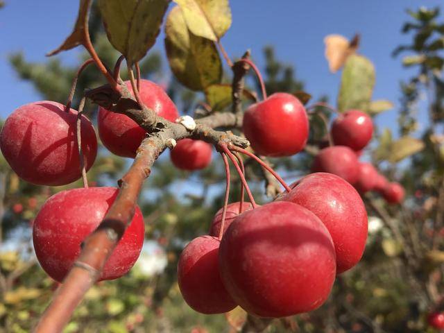 七绝/红柰果/秋深灼耀千枝火,烧透霜寒万树红
