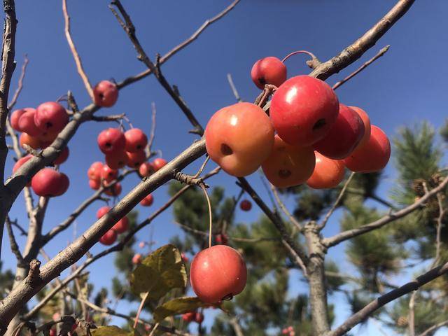 七绝/红柰果/秋深灼耀千枝火,烧透霜寒万树红