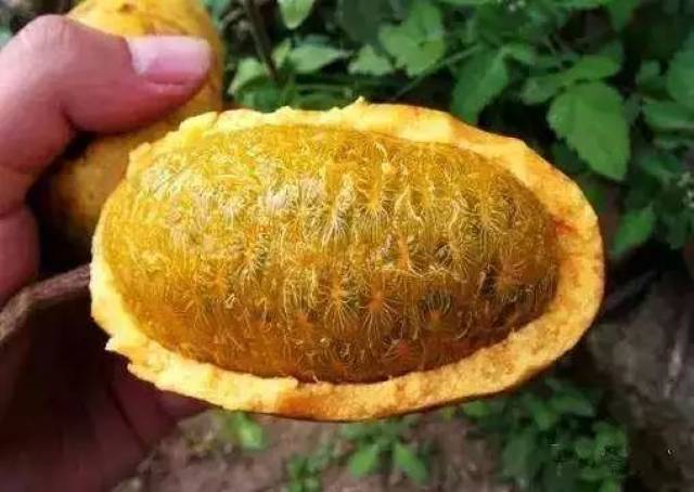 山中野果·牛哈卵.