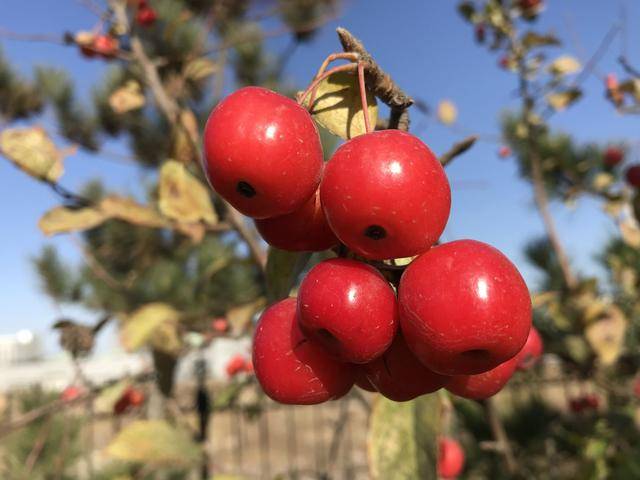 七绝/红柰果/秋深灼耀千枝火,烧透霜寒万树红