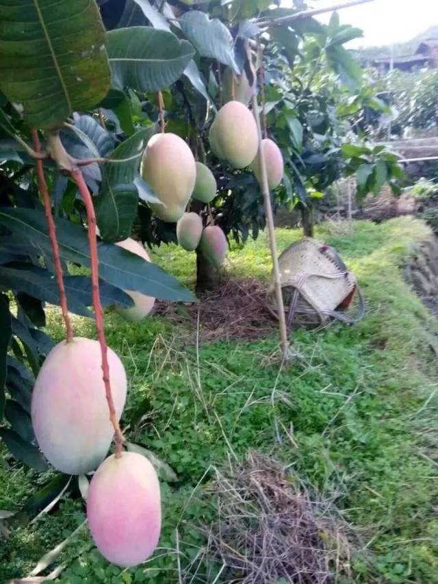 新鲜大芒果现摘现发5元一斤.果园直售