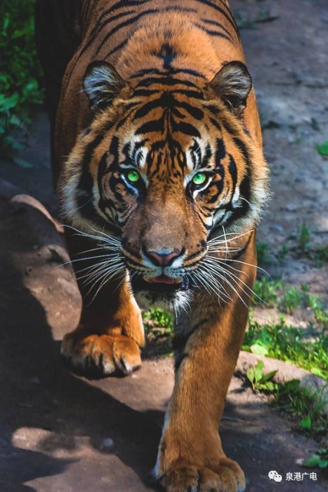 坐着的老虎背影图片