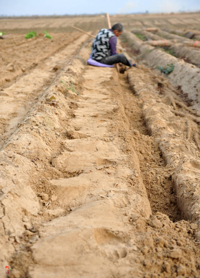 雇工介绍,当地挖山药都是按所挖地垄的长度计算工钱,一米1.2元.