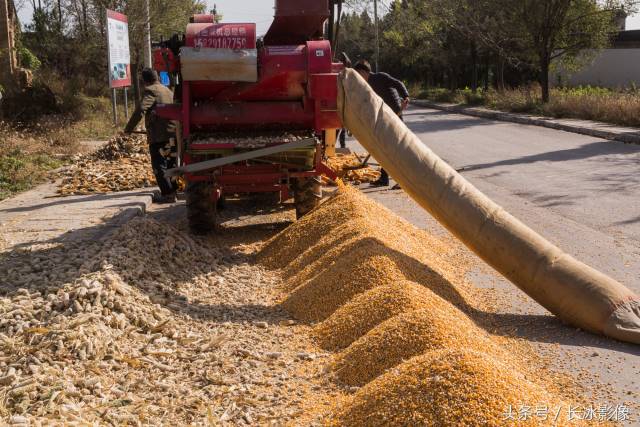 大叔讲家里以前玉米脱粒要全家干上半个月 现在脱粒机1小时搞定
