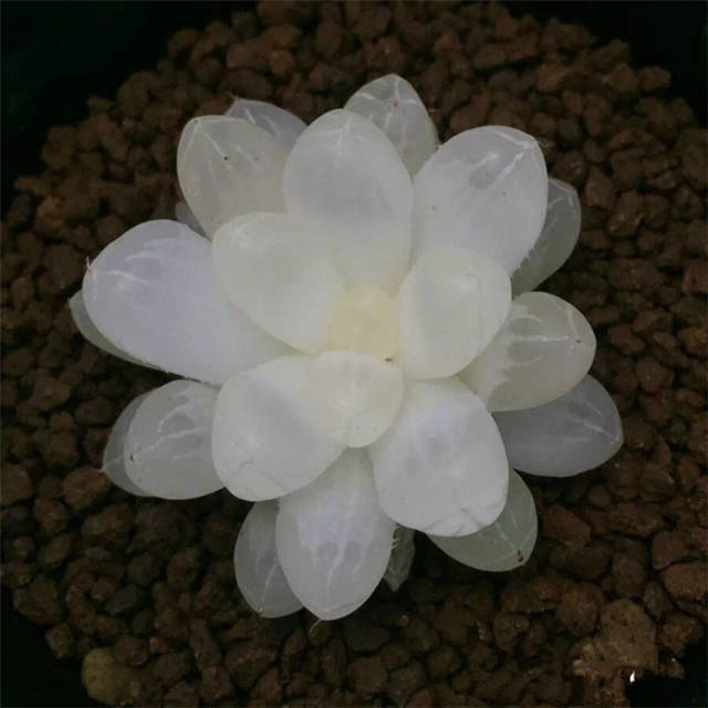 萌到爆盆的多肉,好养又便宜,超爱第三款