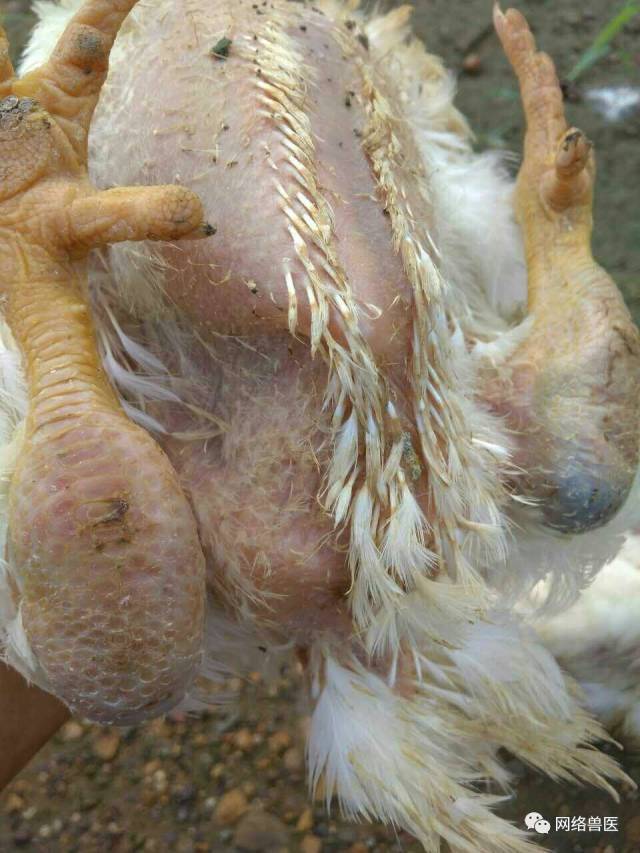 肉鸡生产中的主要问题,你碰到过吗?