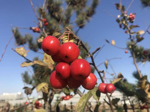 七绝/红柰果/秋深灼耀千枝火,烧透霜寒万树红