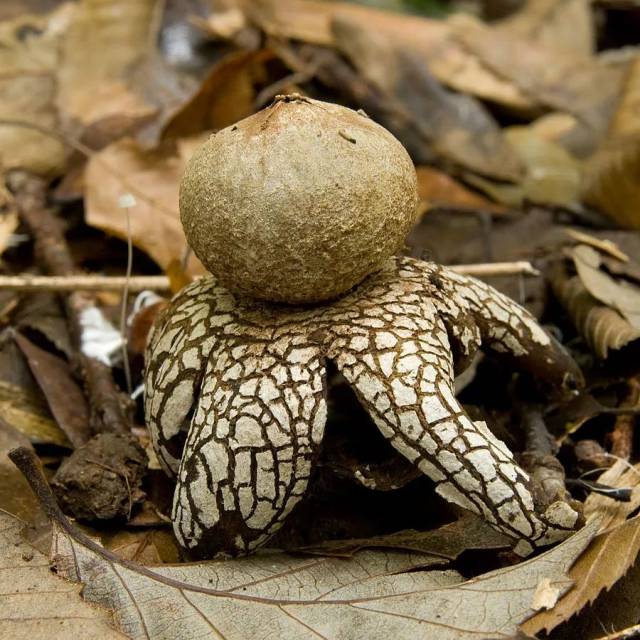 会动的植物比如捕蝇草和含羞草,而今天我们要介绍的是一种会动的真菌