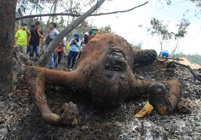 农民为了开垦荒地,放火烧林,可是没想到林中有三只大猩猩,被活活烧死