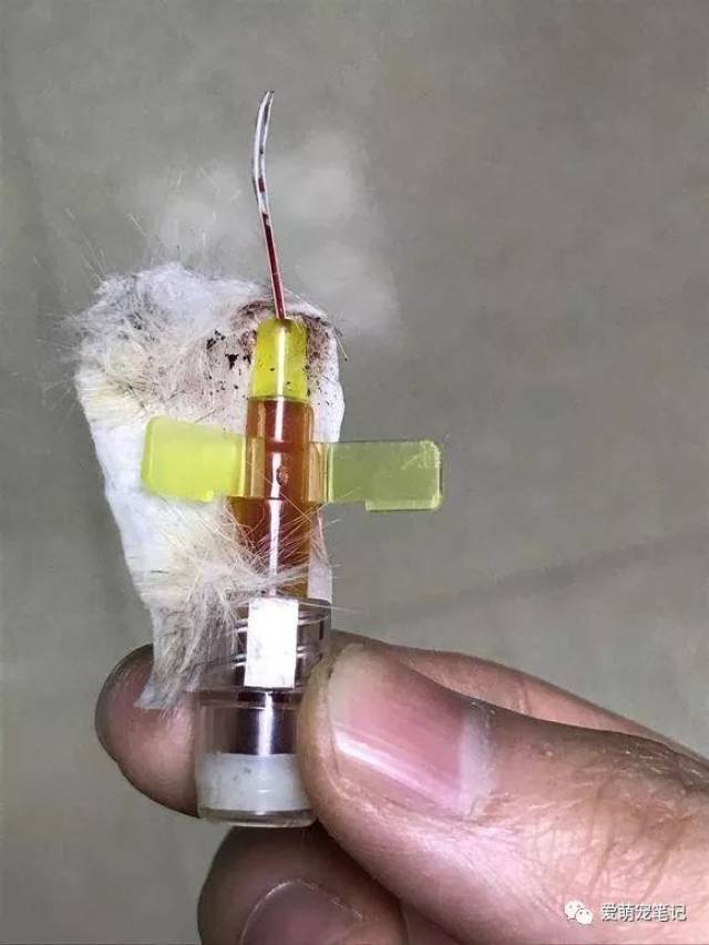 感觉人不如猫系列,它自己居然可以把留置针拔出来,那胶布粘得可紧了