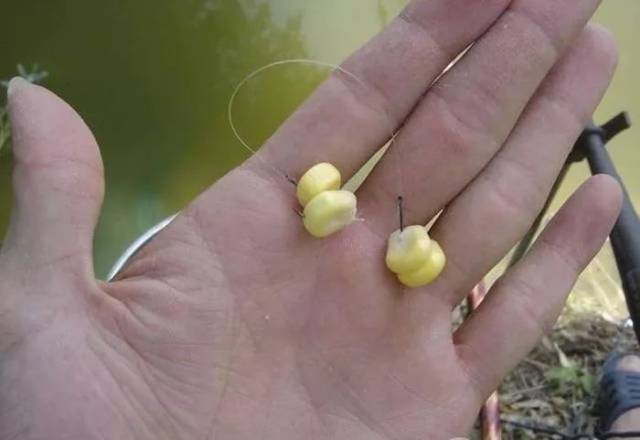 用玉米钓鱼的调漂方法