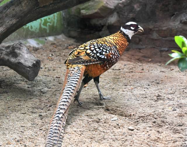 白冠长尾雉,尾羽是京戏行头(道具)中的雉翎