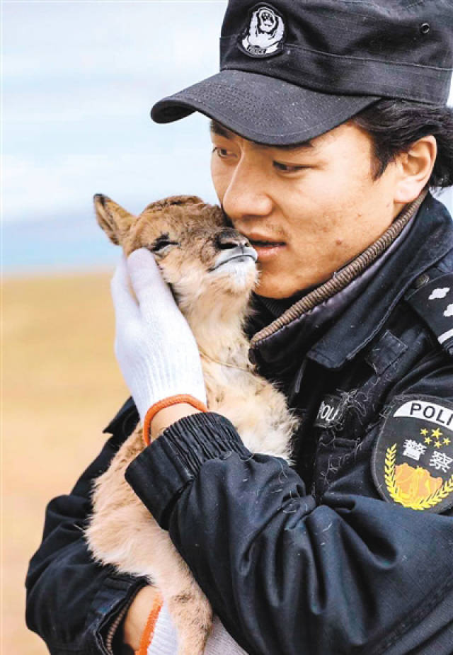 图为巡山队员洛松巴德在救助藏羚羊宝宝 (资料图片)
