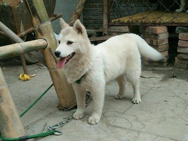 家里土狗生了只小狗长大以后全家都蒙了狗贩子出价五千