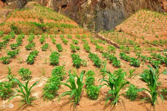 你敢在纯沙土壤种植蔬菜吗?别人做不到的,他做到了