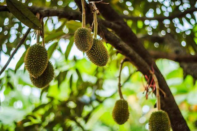 一个让全世界人都向往的海岛世外桃源,浪漫神奇的泰国苏梅岛