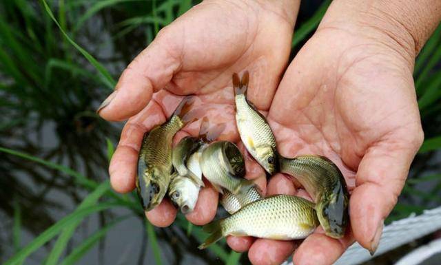 农村人在水田里面养的这一种鱼,个头小却是很好的美味