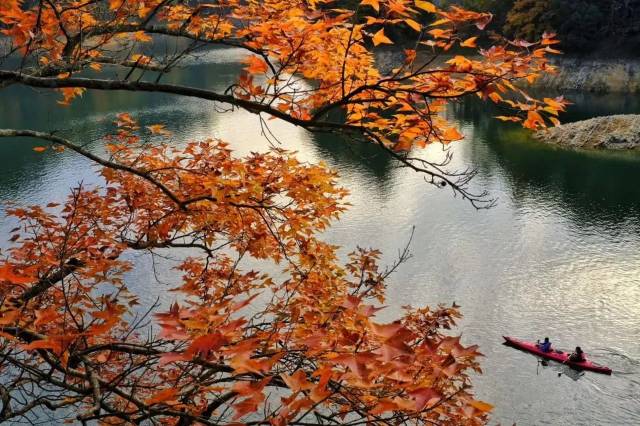 红叶湾属千岛湖风景区中心湖区屏峰风景小区,位于小金山半岛和进贤列