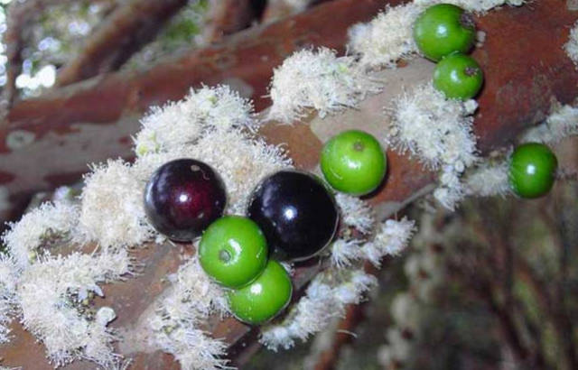 结出的果实除了可以生吃以外,还可以做成蜜饯,果酱和凤尾非常好的嘉宝