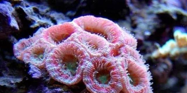 错,最美的珊瑚是它!