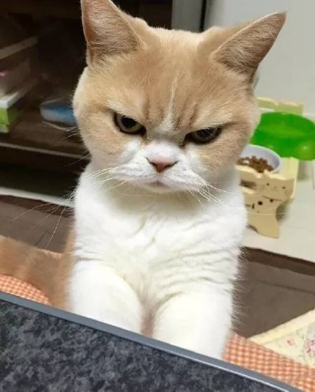 自带生气表情的猫咪小雪,脸上总是一个大写的滚字