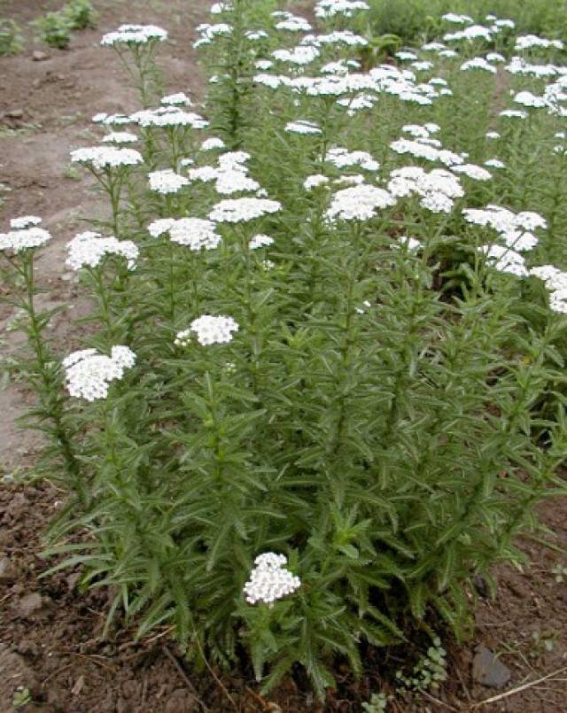 58.降神术士的道具---蓍草